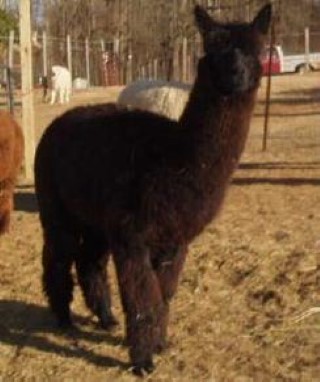 Alpaca For Sale - Alluring Flash Gordon at Circle C Alpacas